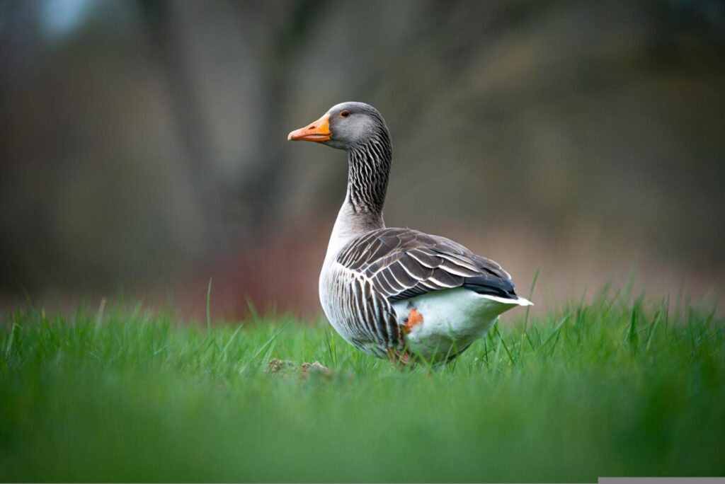 Šta znači sanjati patku?