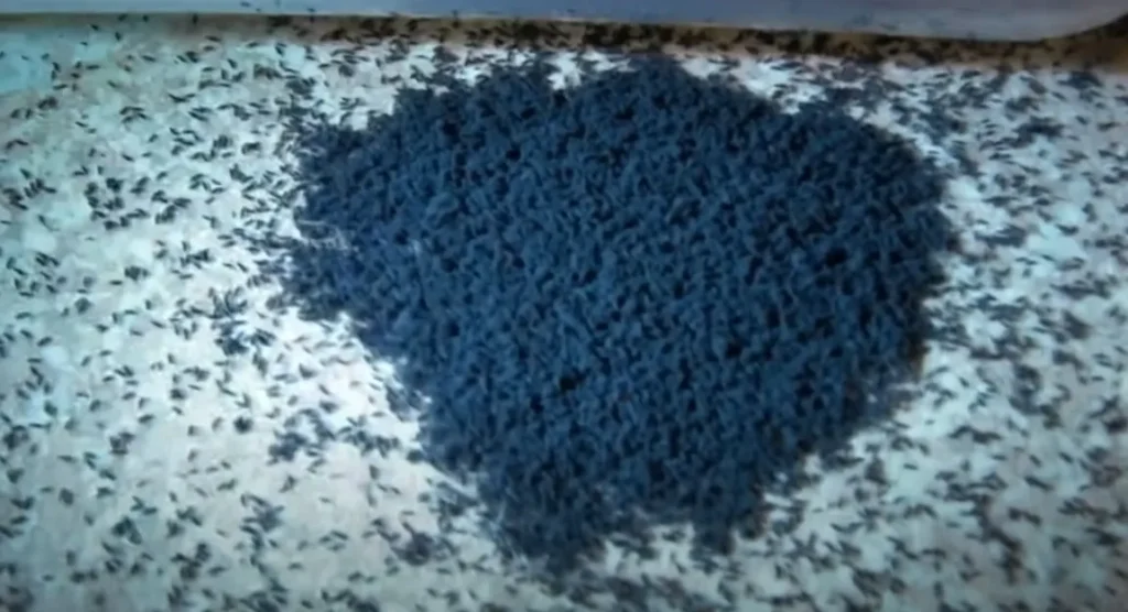 Šta znači sanjati buve?