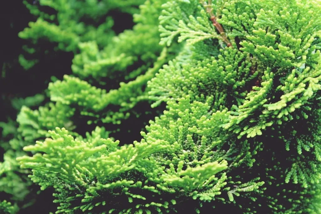 Šta znači sanjati čempres?