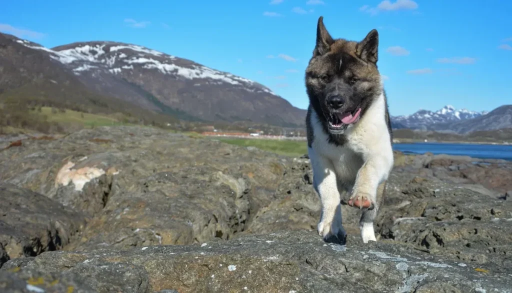 Šta znači sanjati psa u islamu?